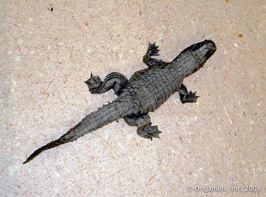 AmericanAligatorTopView