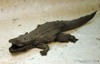 AmericanAlligator