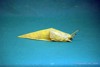 BananaSlug