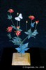 ButterflyFloweringPlant