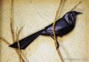 Grackle
