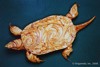 PondTurtleSwimming