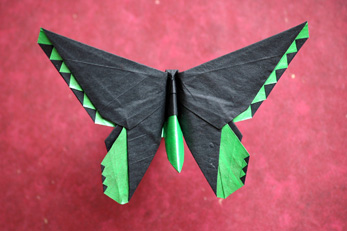 Birdwing Butterfly