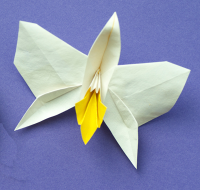 Wedding Orchid