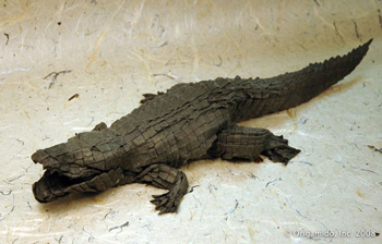 American Alligator