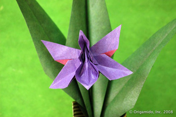 Munich Orchid and Leaf