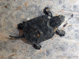 Pond Turtle
