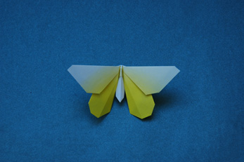 Evangeline Fritillary