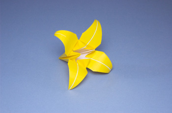 Lily Flower