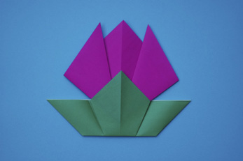 Tulip Plant with Blossom